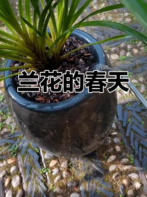 独占春双飞燕品种有多少？-第1张图片-宁夏农业信息网