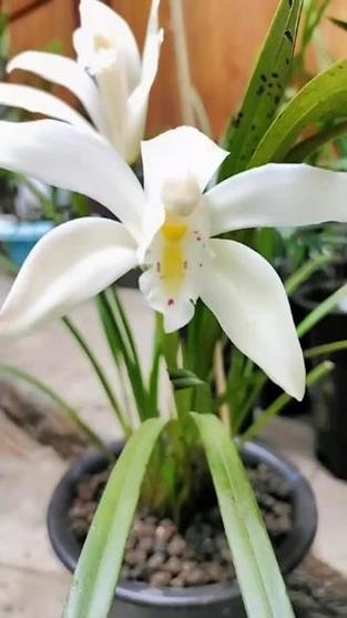 独占春双飞燕品种有多少？-第2张图片-宁夏农业信息网