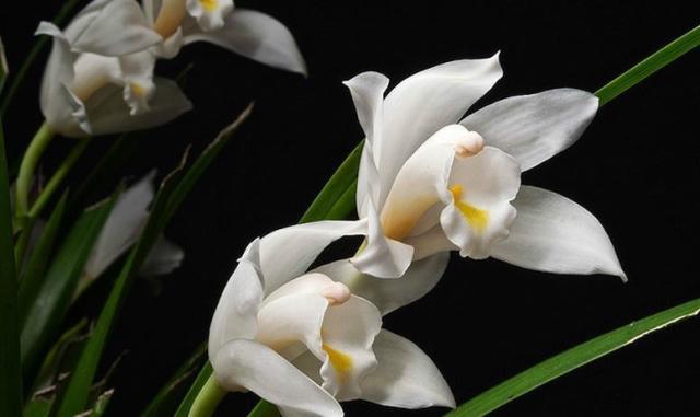 独占春双飞燕品种有多少？-第3张图片-宁夏农业信息网