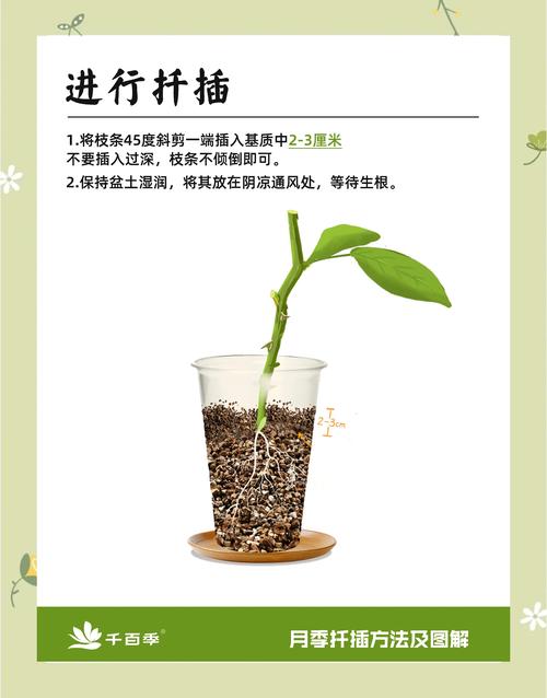 哪种花的繁殖方法最简单-第1张图片-宁夏农业信息网 哪种花的繁殖方法最简单-第1张图片-宁夏农业信息网