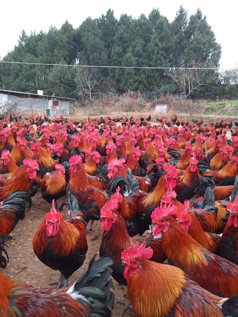 四川哪里能买到正宗老品种土鸡?-第2张图片-宁夏农业信息网 四川哪里能买到正宗老品种土鸡?-第2张图片-宁夏农业信息网
