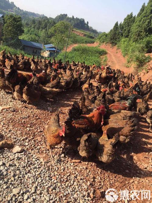 四川哪里能买到正宗老品种土鸡?-第1张图片-宁夏农业信息网 四川哪里能买到正宗老品种土鸡?-第1张图片-宁夏农业信息网