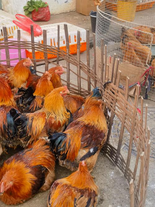 四川哪里能买到正宗老品种土鸡？-第3张图片-宁夏农业信息网