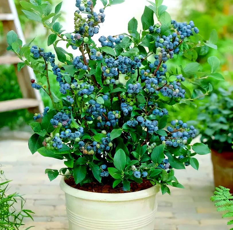 四川盆栽蓝莓选什么品种好？-第1张图片-宁夏农业信息网