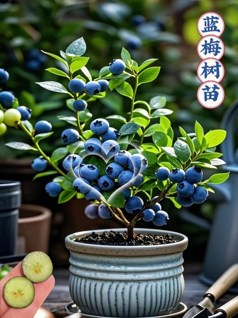 四川盆栽蓝莓选什么品种好？-第2张图片-宁夏农业信息网