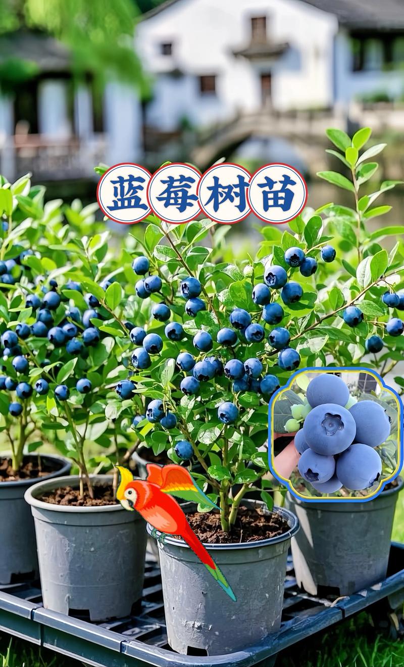 四川盆栽蓝莓选什么品种好？-第3张图片-宁夏农业信息网