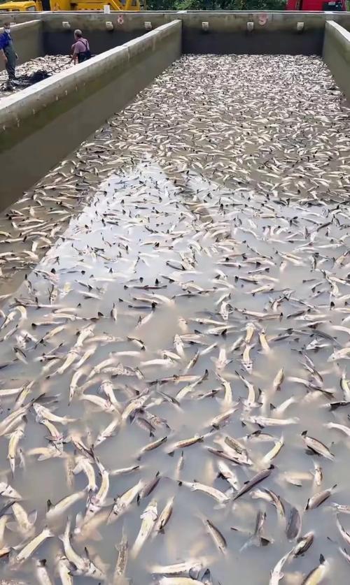 水产推广项目问题出在哪？如何解决？-第2张图片-宁夏农业信息网