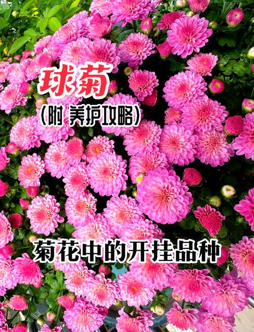 白色球菊怎么养？图解步骤有哪些？-第1张图片-宁夏农业信息网