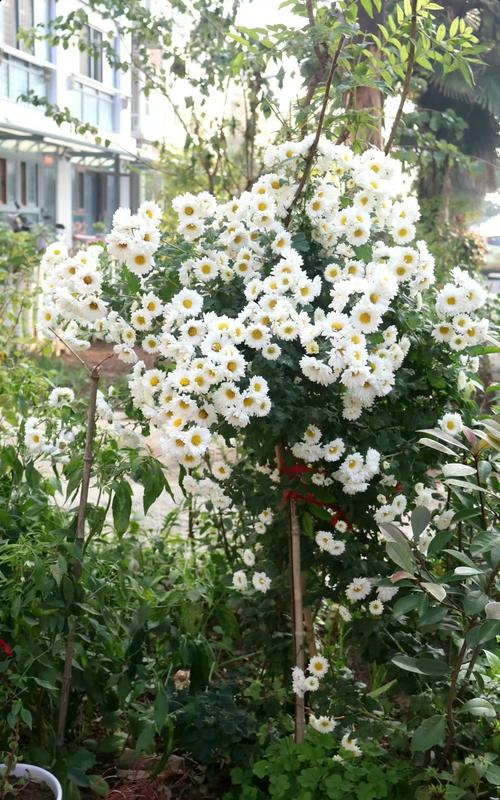 白色球菊怎么养？图解步骤有哪些？-第3张图片-宁夏农业信息网