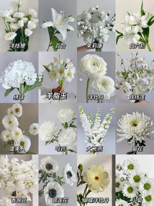 白色球菊怎么养？图解步骤有哪些？-第2张图片-宁夏农业信息网