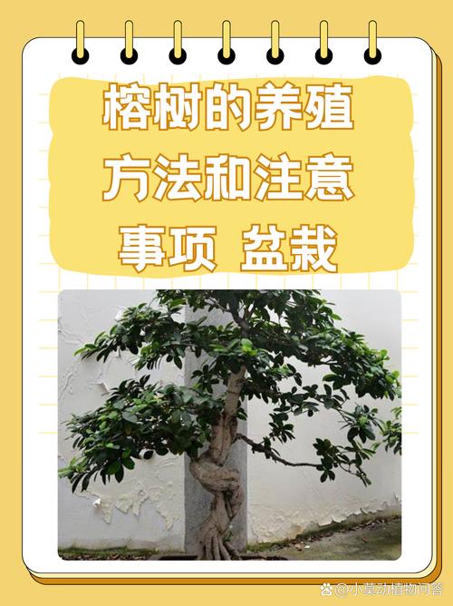 大叶榕树的养殖方法图解-第1张图片-宁夏农业信息网