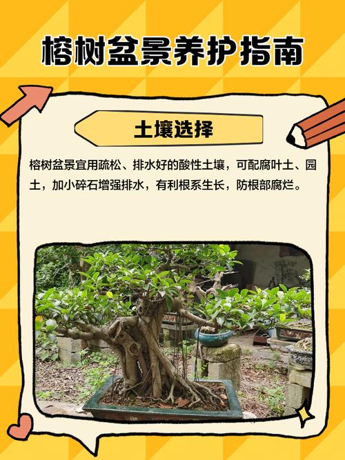 大叶榕树的养殖方法图解-第3张图片-宁夏农业信息网