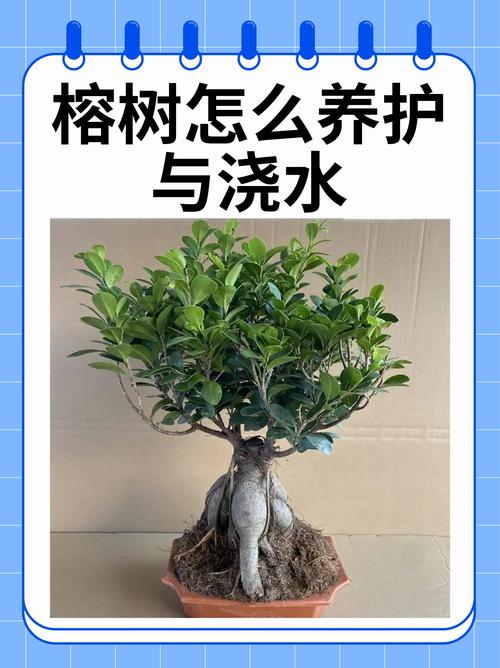 大叶榕树的养殖方法图解-第2张图片-宁夏农业信息网