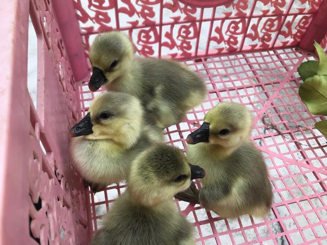 中国最小鹅品种是哪种?-第1张图片-宁夏农业信息网 中国最小鹅品种是哪种?-第1张图片-宁夏农业信息网