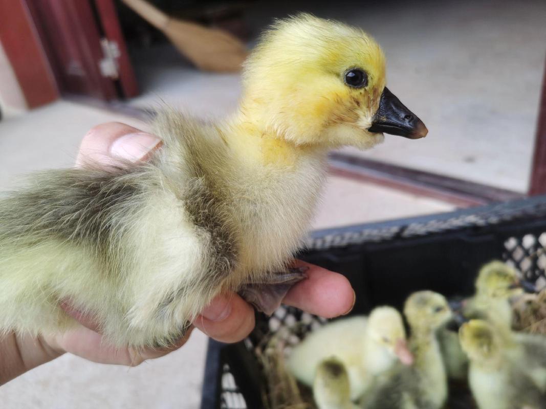 中国最小鹅品种是哪种?-第2张图片-宁夏农业信息网 中国最小鹅品种是哪种?-第2张图片-宁夏农业信息网