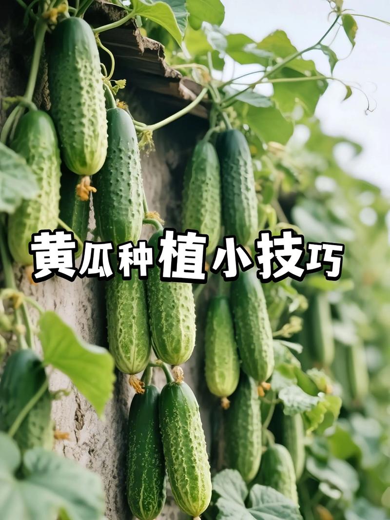 青瓜的种植方法视频教程-第1张图片-宁夏农业信息网