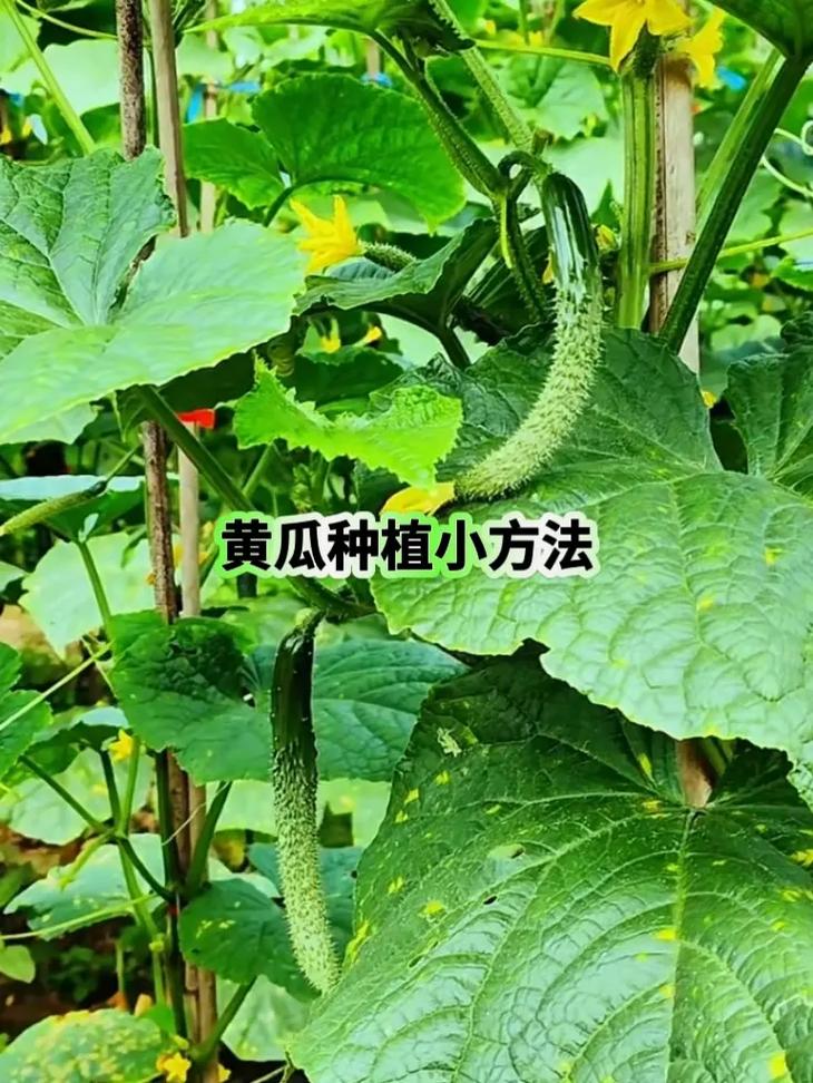青瓜的种植方法视频教程-第2张图片-宁夏农业信息网