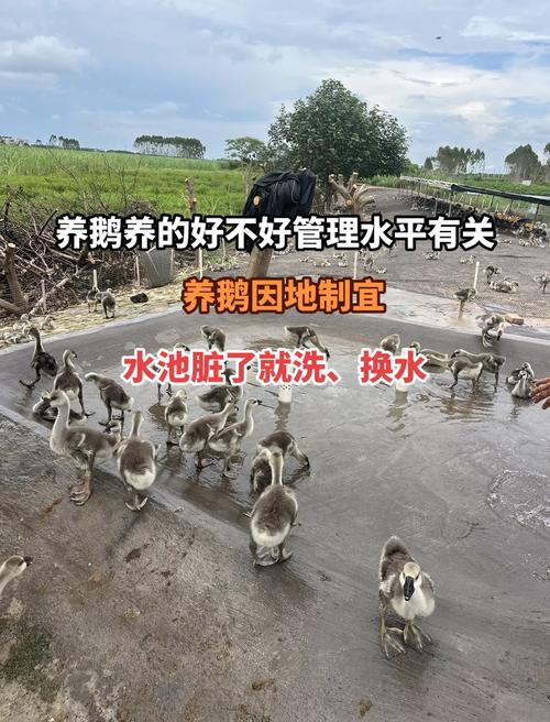 肉鹅品种饲养与管理技术-第2张图片-宁夏农业信息网