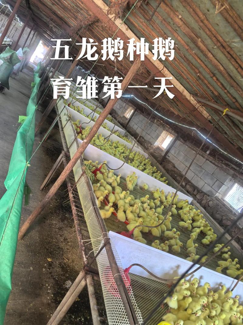 肉鹅品种饲养与管理技术-第1张图片-宁夏农业信息网
