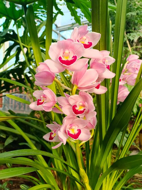 2月开兰花有哪些品种？-第2张图片-宁夏农业信息网