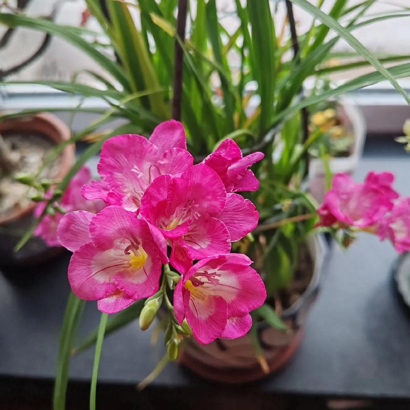 2月开兰花有哪些品种？-第1张图片-宁夏农业信息网