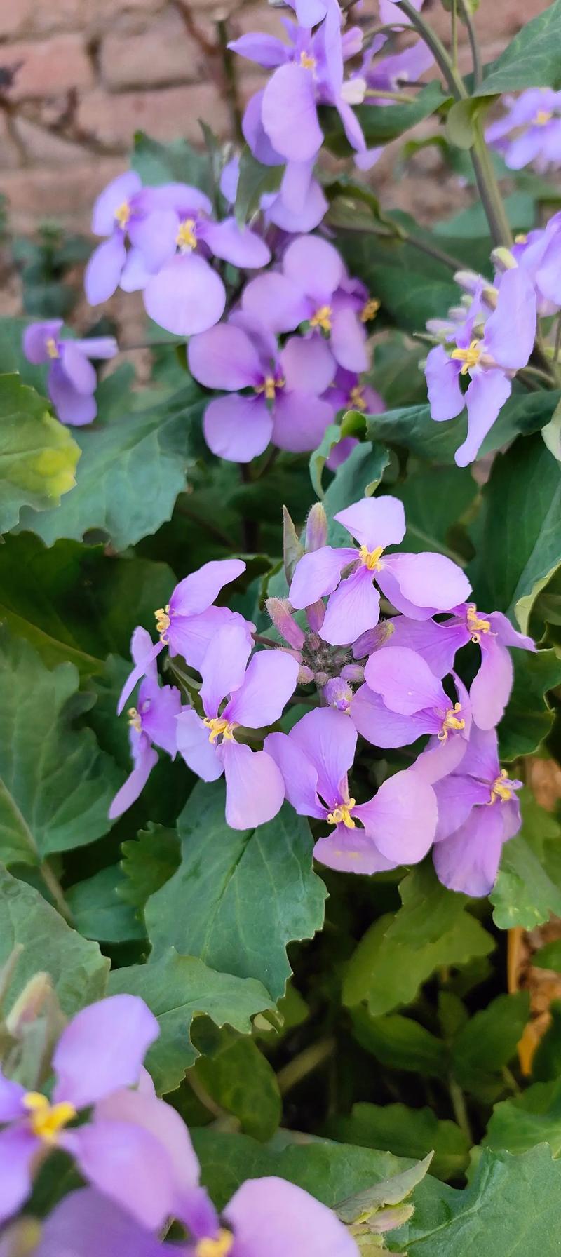 2月开兰花有哪些品种？-第3张图片-宁夏农业信息网