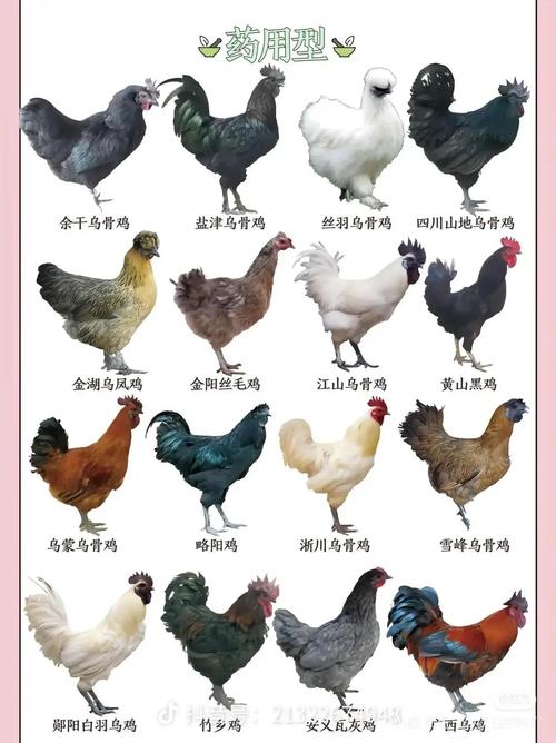 现在养殖的鸡是什么品种-第1张图片-宁夏农业信息网 现在养殖的鸡是什么品种-第1张图片-宁夏农业信息网