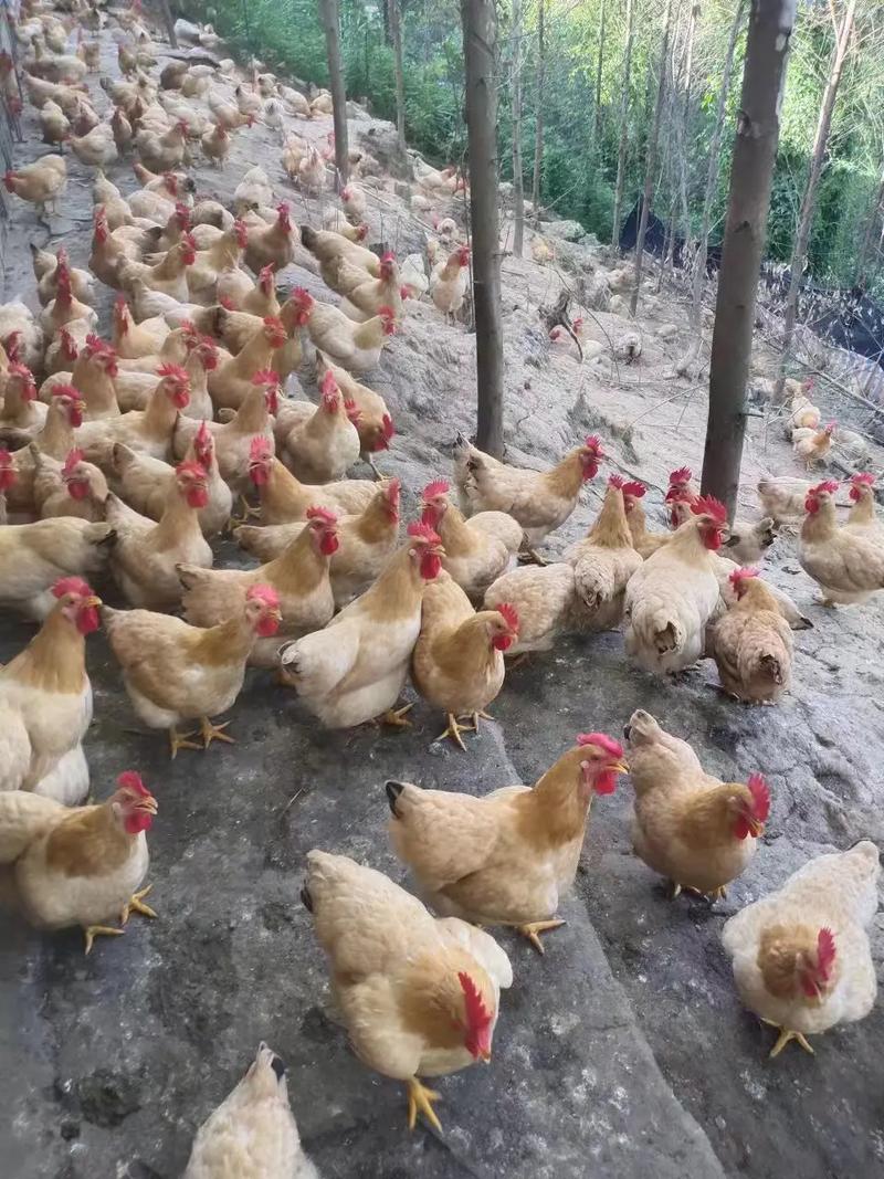 现在养殖的鸡是什么品种-第2张图片-宁夏农业信息网 现在养殖的鸡是什么品种-第2张图片-宁夏农业信息网