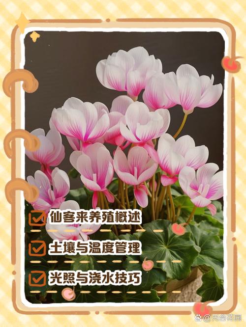 仙客来何时种？怎么养才开花？-第3张图片-宁夏农业信息网