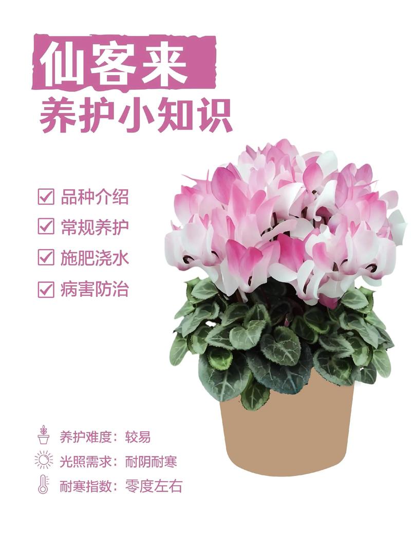 仙客来何时种？怎么养才开花？-第1张图片-宁夏农业信息网