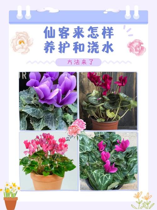 仙客来何时种？怎么养才开花？-第2张图片-宁夏农业信息网