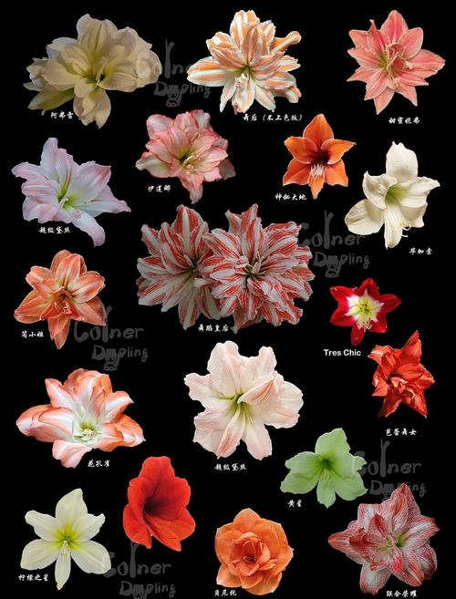 朱顶红 品种及图片名称-第3张图片-宁夏农业信息网