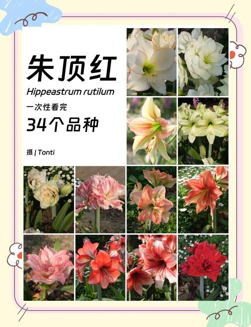 朱顶红 品种及图片名称-第2张图片-宁夏农业信息网