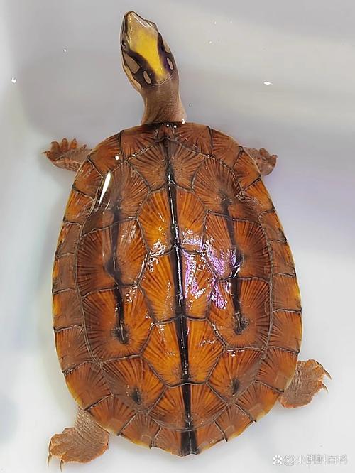 贵州有哪些龟的品种？-第2张图片-宁夏农业信息网