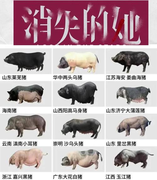 中国现有地方品种79个-第1张图片-宁夏农业信息网