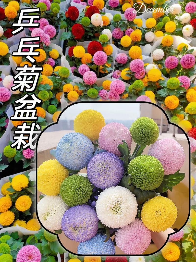 乒乓菊的颜色和养殖方法-第3张图片-宁夏农业信息网 乒乓菊的颜色和养殖方法-第3张图片-宁夏农业信息网