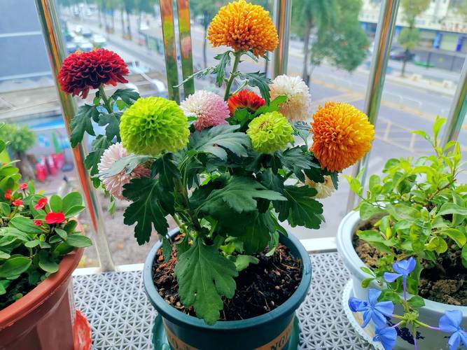 乒乓菊的颜色和养殖方法-第1张图片-宁夏农业信息网 乒乓菊的颜色和养殖方法-第1张图片-宁夏农业信息网