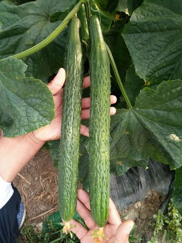 津优有338黄瓜品种吗-第2张图片-宁夏农业信息网 津优有338黄瓜品种吗-第2张图片-宁夏农业信息网