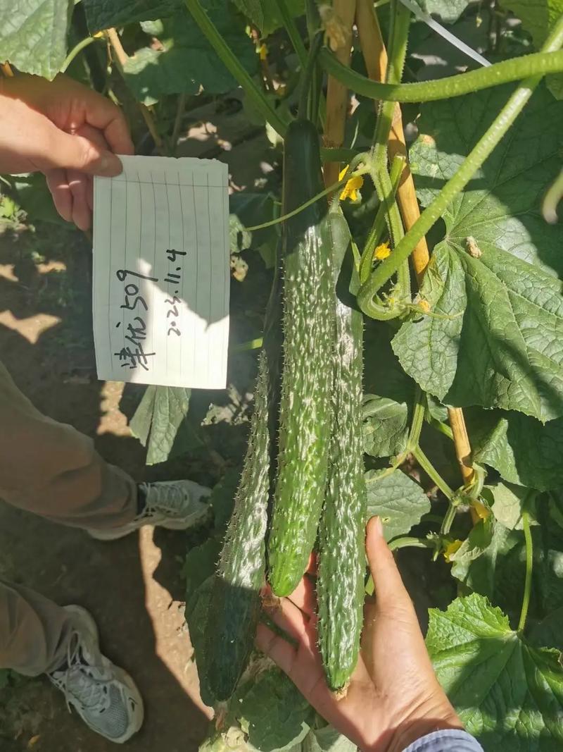 津优有338黄瓜品种吗-第1张图片-宁夏农业信息网 津优有338黄瓜品种吗-第1张图片-宁夏农业信息网