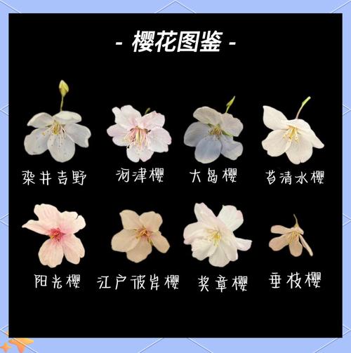 樱花不开花时如何辨别品种?-第1张图片-宁夏农业信息网 樱花不开花时如何辨别品种?-第1张图片-宁夏农业信息网