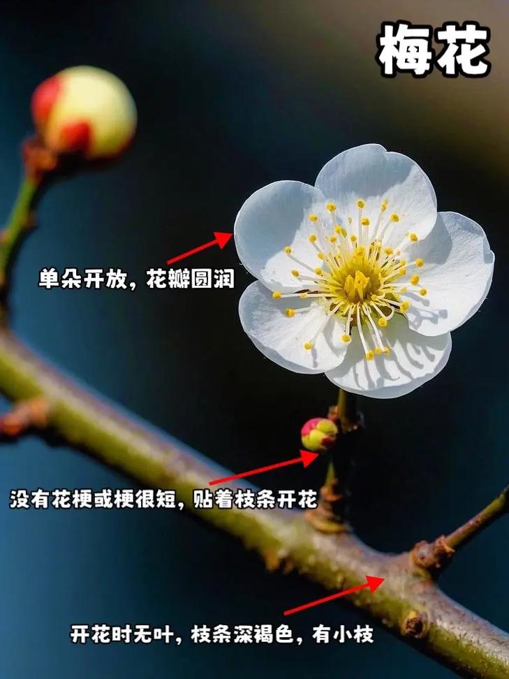 樱花不开花时如何辨别品种?-第2张图片-宁夏农业信息网 樱花不开花时如何辨别品种?-第2张图片-宁夏农业信息网