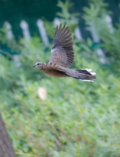 什么品种的斑鸠适合养殖-第1张图片-宁夏农业信息网