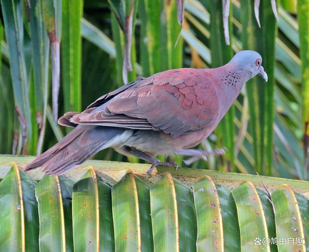 什么品种的斑鸠适合养殖-第3张图片-宁夏农业信息网