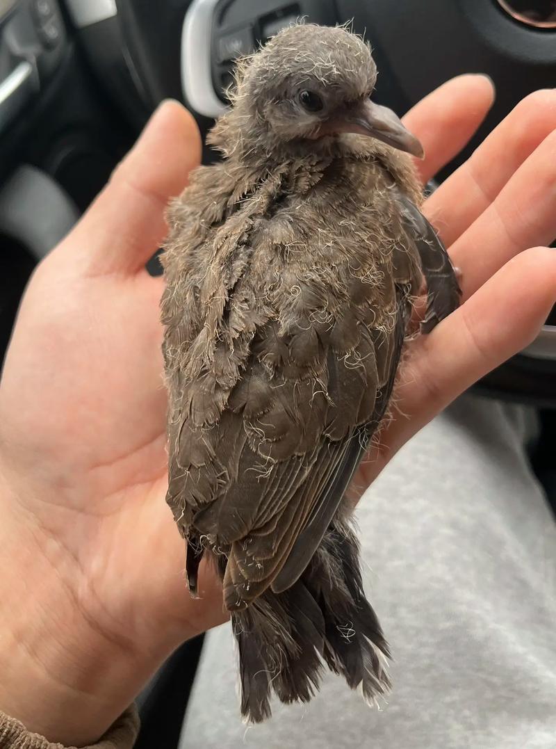 什么品种的斑鸠适合养殖-第2张图片-宁夏农业信息网