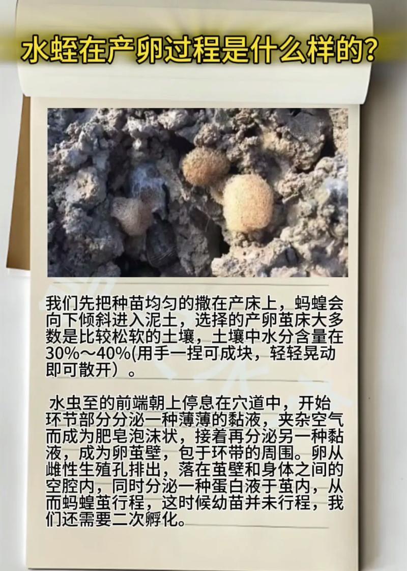 水产养殖蚂蝗怎么处理-第3张图片-宁夏农业信息网