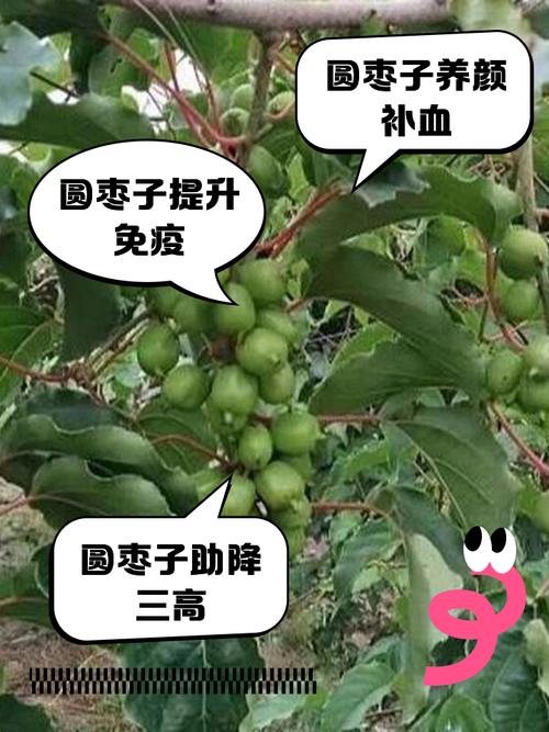 山东农科院枣树品种介绍-第1张图片-宁夏农业信息网