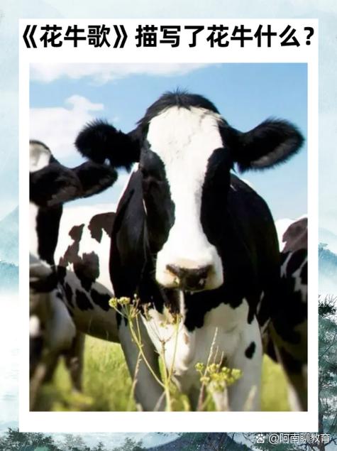 白色牛是什么品种头上花-第1张图片-宁夏农业信息网