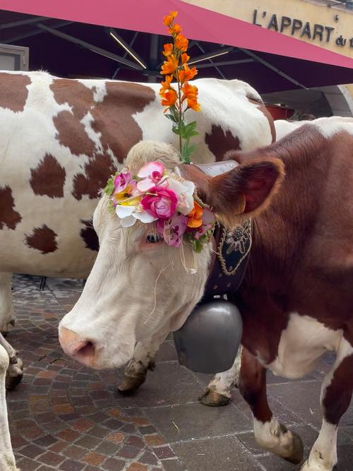 白色牛是什么品种头上花-第2张图片-宁夏农业信息网
