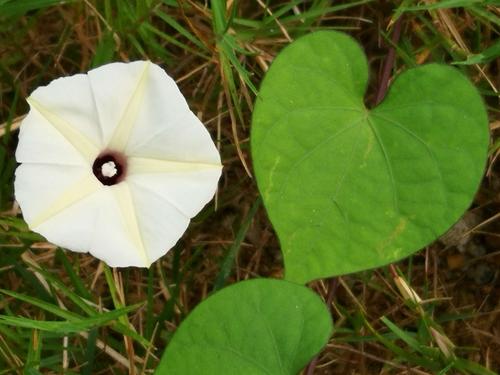 白色牛是什么品种头上花-第3张图片-宁夏农业信息网