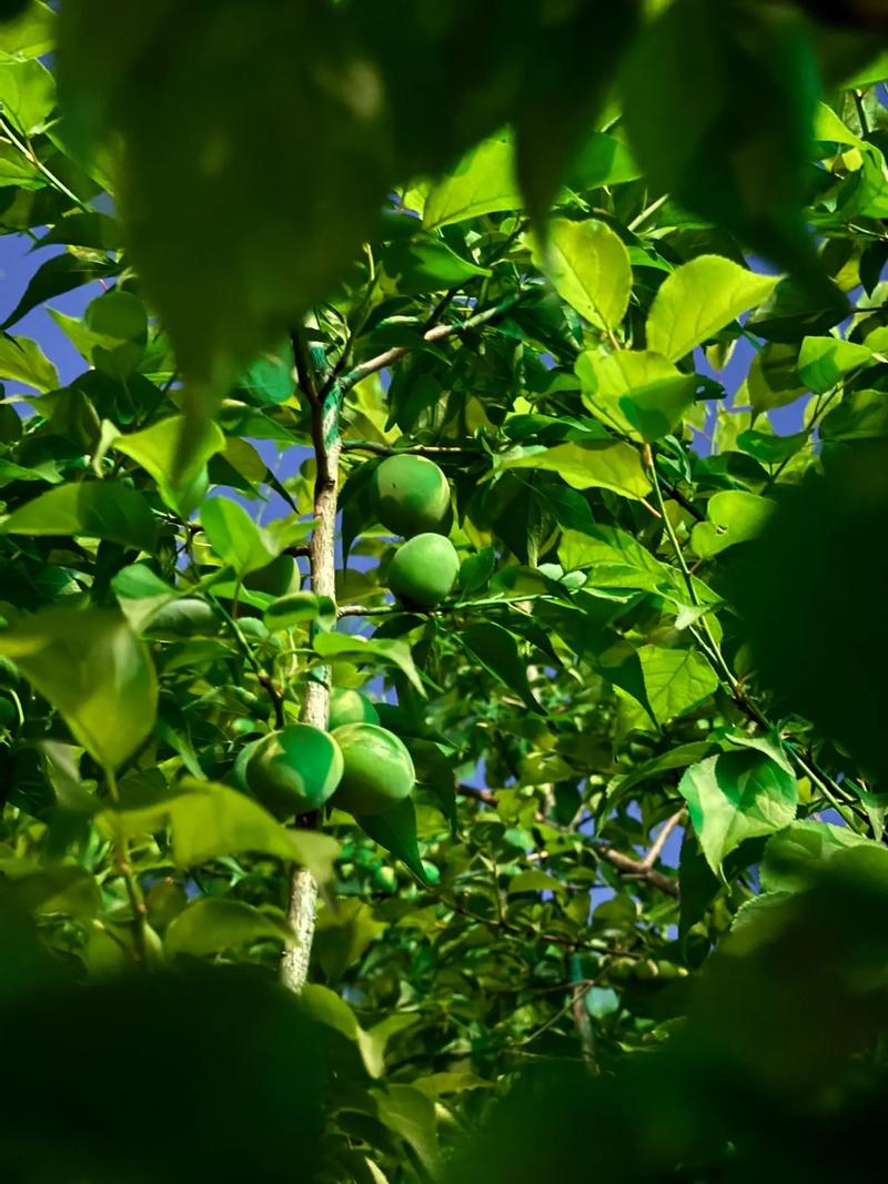 青梅树何时种？怎么种才高产？-第1张图片-宁夏农业信息网